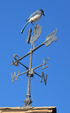 Jay on weathervane.