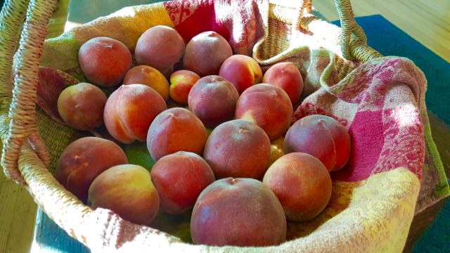 Basket of peaches.