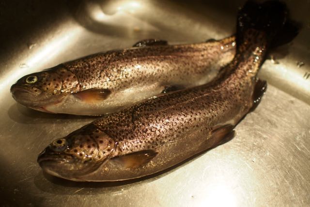 Truite Bio from Mirepoix Marche.