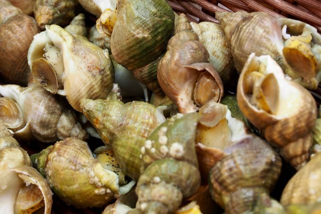 Shellfish Snails.