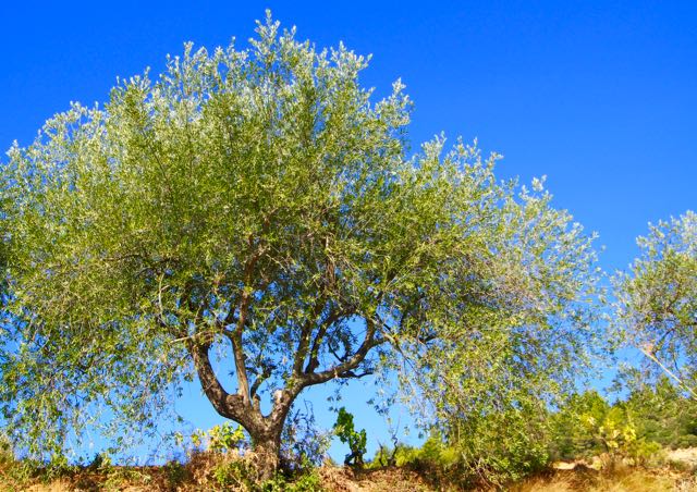 Olive Tree.