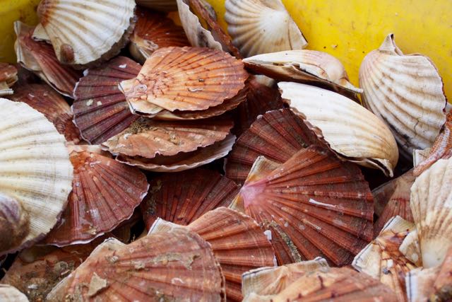 Coquille St. Jacques.