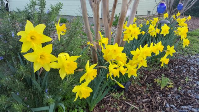 Daffodils in yard.