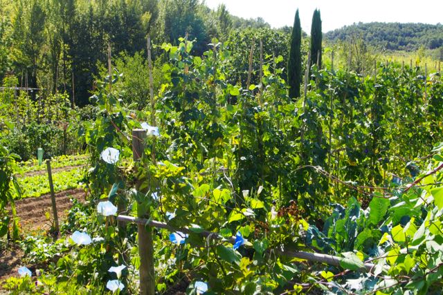 Garden Morning Glory.