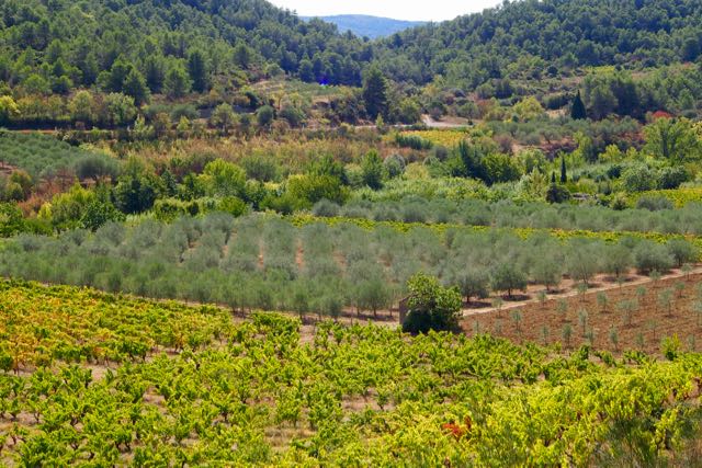 Vineyards and Olive Groves.