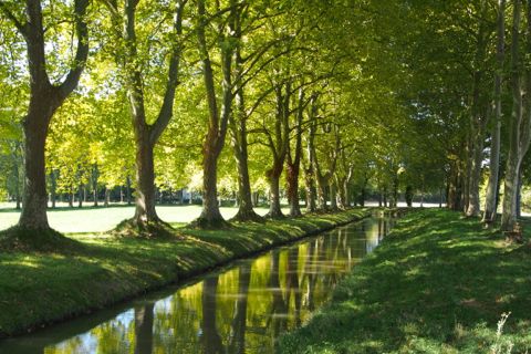 Seemingly endless allees of plane trees.