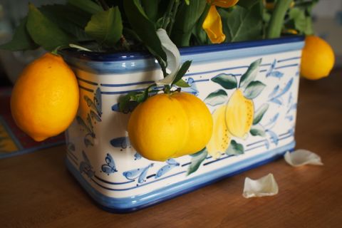 Meyer lemon arrangement.