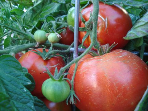 Tomato harvest. 